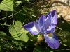Flower in the labyrinth